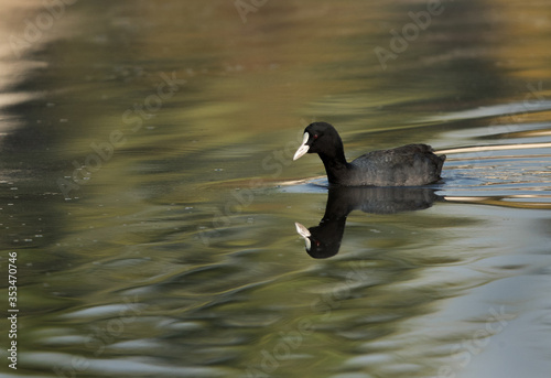 Beautiful Coot in Tubli bay, Bahrain