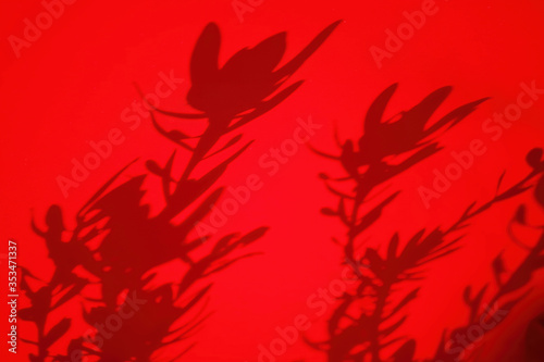 Shadow of a leucadendron bush on the fabric of a red umbrella