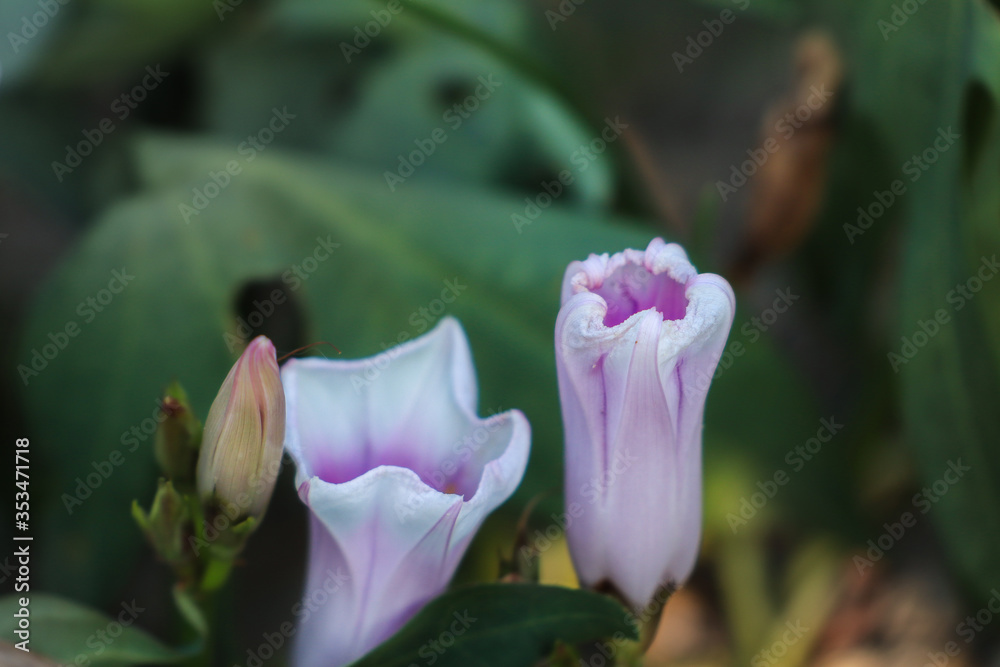 Fototapeta premium pink and white