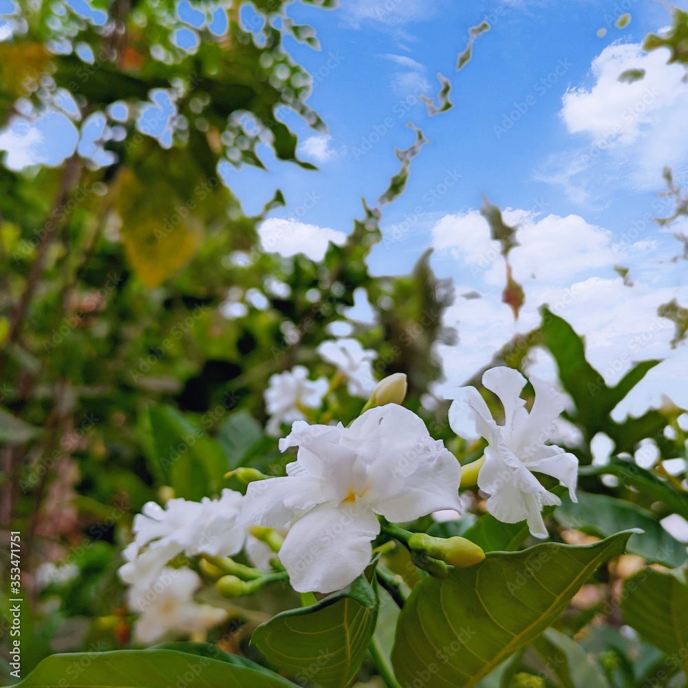 White Lily flower on the tree White Lily flower on the tree