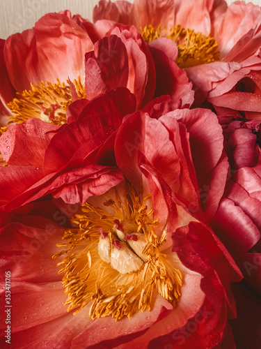 peony © Svetlana