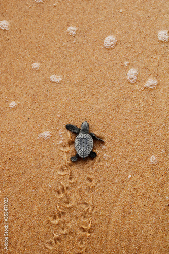 Fototapeta Naklejka Na Ścianę i Meble -  Cute hatchling baby loggerhead sea turtle (caretta caretta) crawling  to the sea after leaving the nest at the beach Praia do Forte, on Bahia coast, Brazil, with footprints on the sand, top view