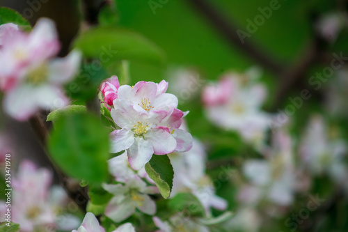 цветущая яблоня,blooming apple tree,
