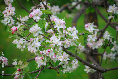 цветущая яблоня,blooming apple tree,
