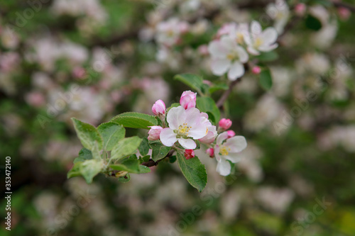 цветущая яблоня,blooming apple tree,