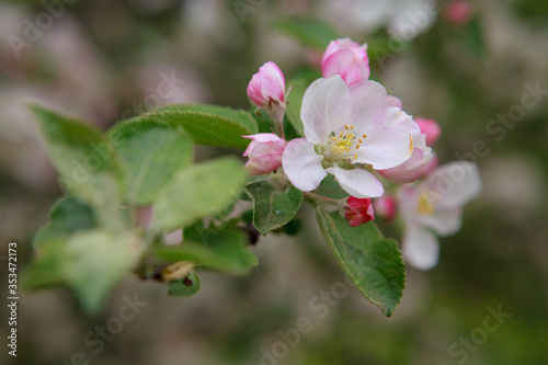 цветущая яблоня,blooming apple tree,