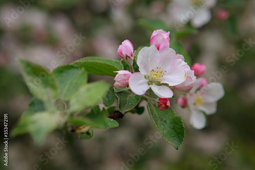 цветущая яблоня,blooming apple tree,flower, blossom, nature, spring, pink, tree, flowers, plant, garden, green, bloom, summer, apple, flora, white, beauty, branch, beautiful, blooming, leaf, macro, 