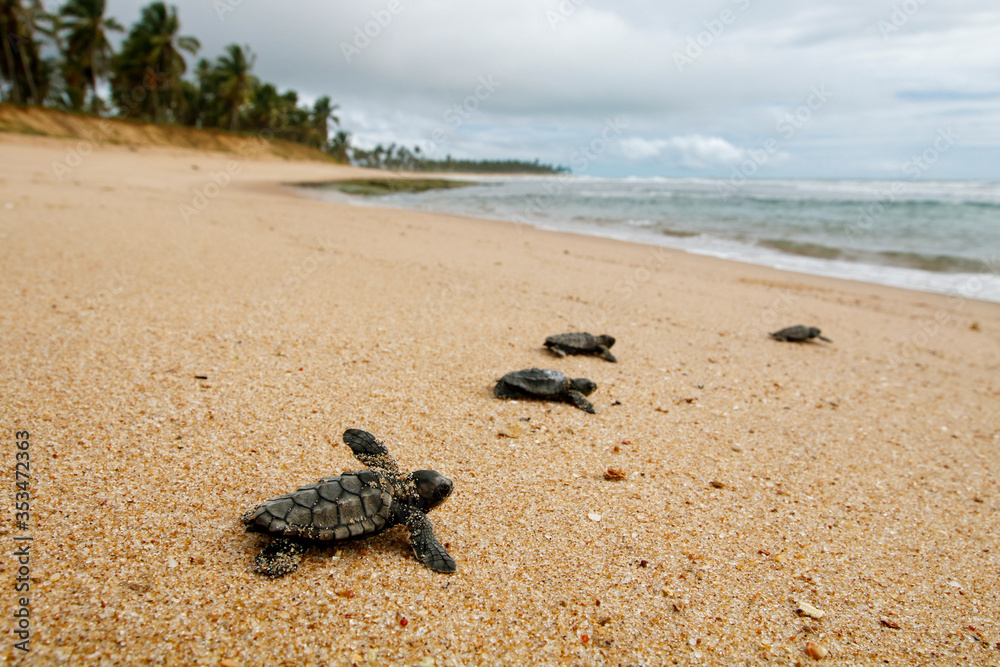 Obraz premium Hatchling baby hawksbill sea turtle (Eretmochelys imbricata) crawling to the sea after leaving the nest at the beach on Praia do Forte, Bahia coast, Brazil, with coconut palm trees background