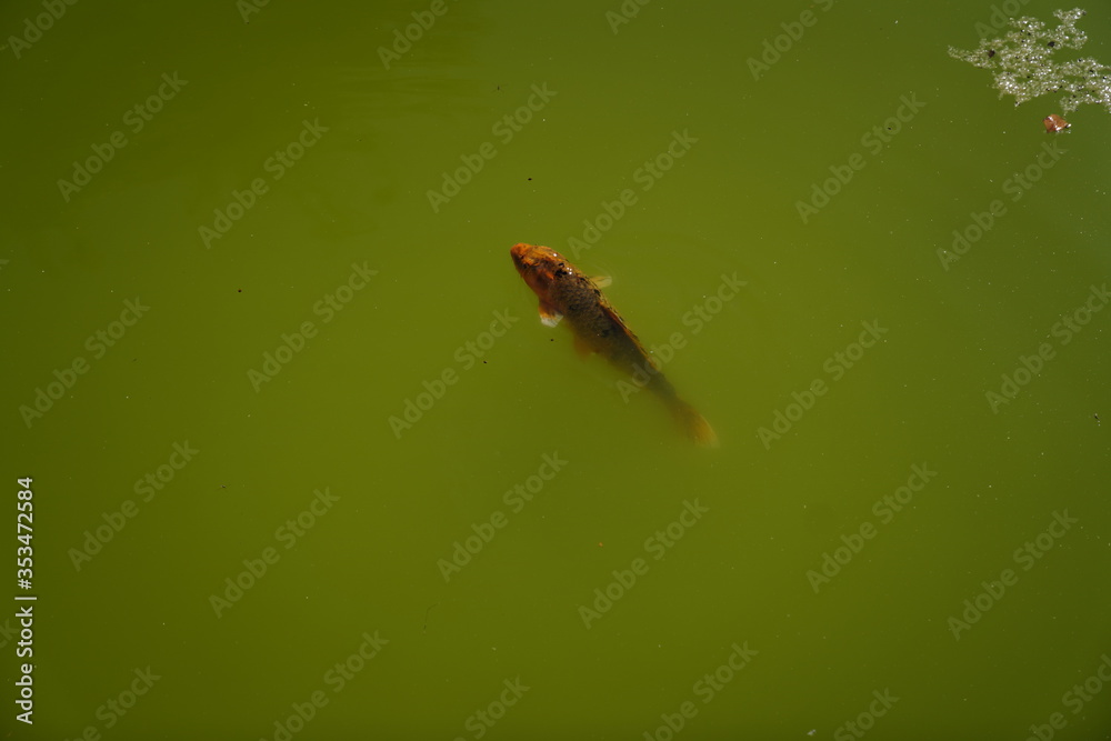Obraz premium Quinta de Pesca do Marqês de Pombal