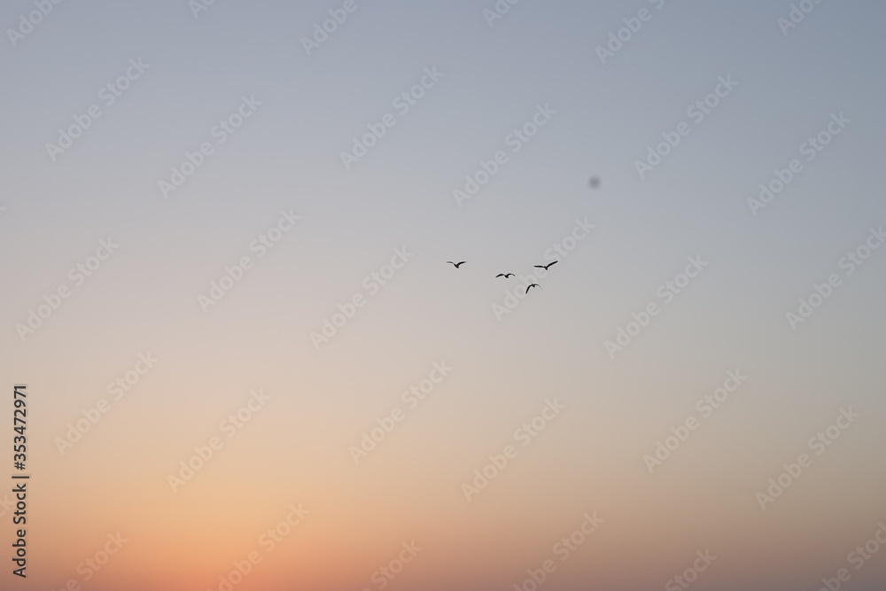 Birds flying in the sky. bird with sky view over city of India. sunrise & sunset view on city with Birds. Migratory birds flying in the cloudy sunset sky.