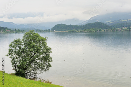 Lonely Tree along Gosausee Mountain Lake in Salzkammergut Region, Upper Austria, Austria in June 2016 photo