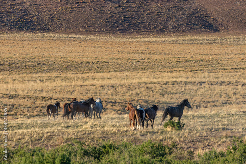 Herd of Wild Horses in Spring in the Utah Desert