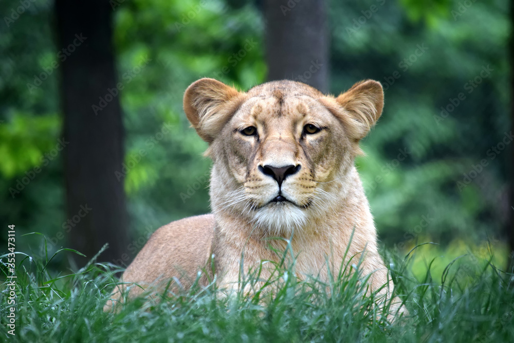 Katanga Lioness Lying in Grass and Watching Katanga Lioness Lying in Grass and Watching