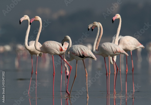 Greater Flamingos at Eker creek in the morning, Bahrain