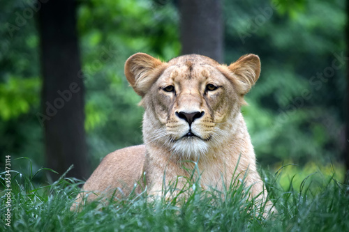 Photography Katanga Lioness Lying in Grass and Watching