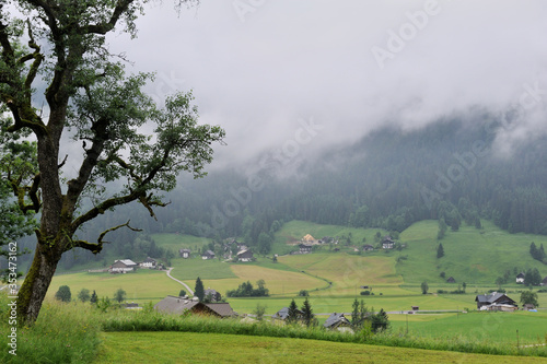 Lonely Tree Looking Down Village Gosau with Mountain Forests as Background in Salzkammergut Region, Upper Austria, Austria in June 2016 photo