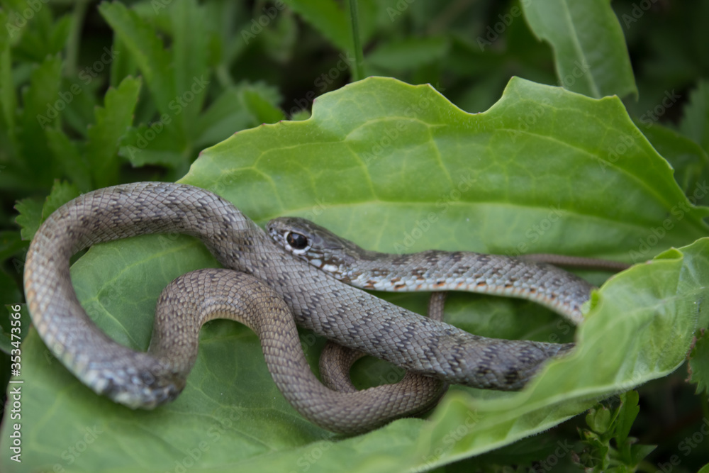 Naklejka premium The snake in the grass curled up and looks at the camera. Beautiful little snake on a plantain leaf