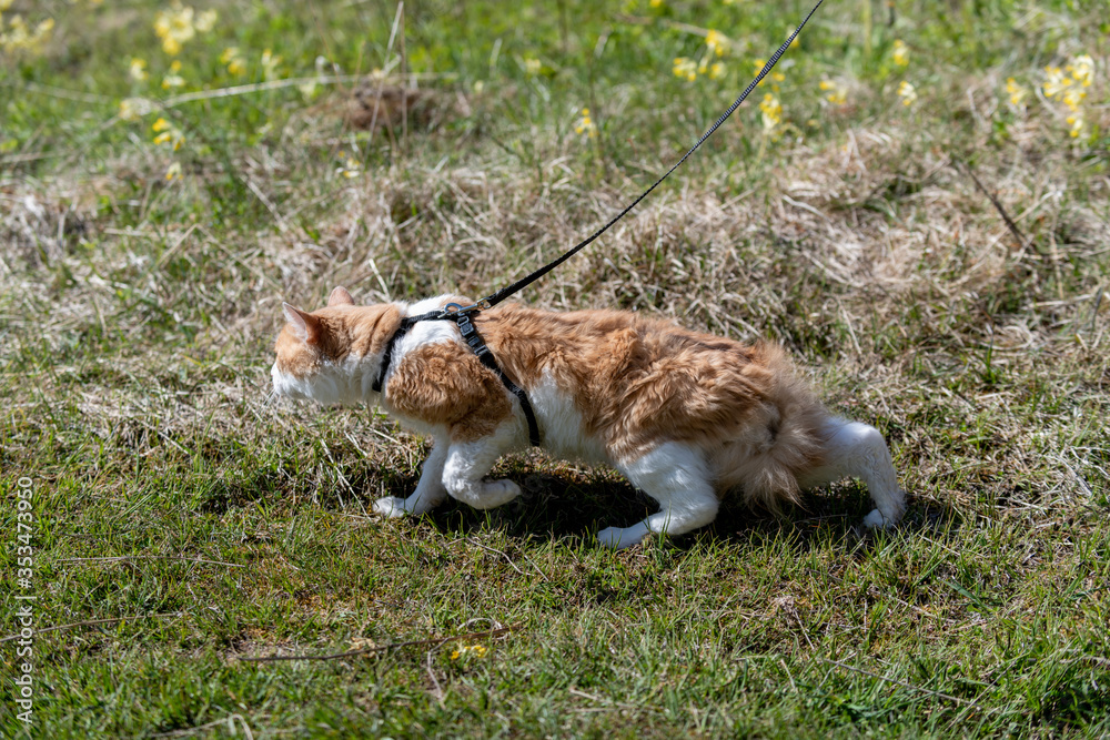 Red cat on a leash walking in a grass. Cat in stress.