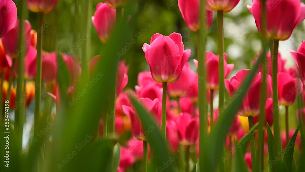 Tulips in Sunny weather on a flower bed Tulips in Sunny weather on a flower bed