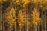 Colorado Aspens in Autumn Color