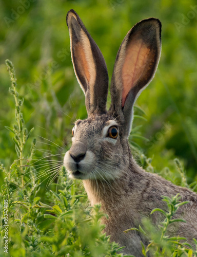 Canvas Print Black-tailed Jackrabbit in the Meadow