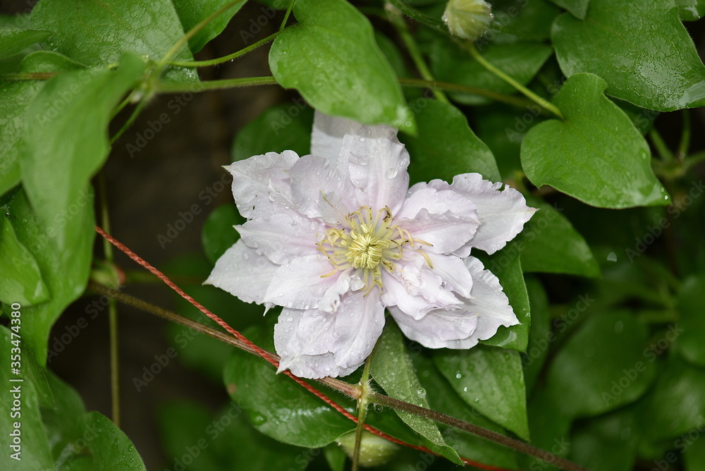 Obraz premium clematis flower