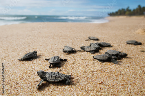 Hatchling baby hawksbill sea turtle (Eretmochelys imbricata) crawling to the sea after leaving the nest at the beach on Praia do Forte, Bahia coast, Brazil, with coconut palm trees background