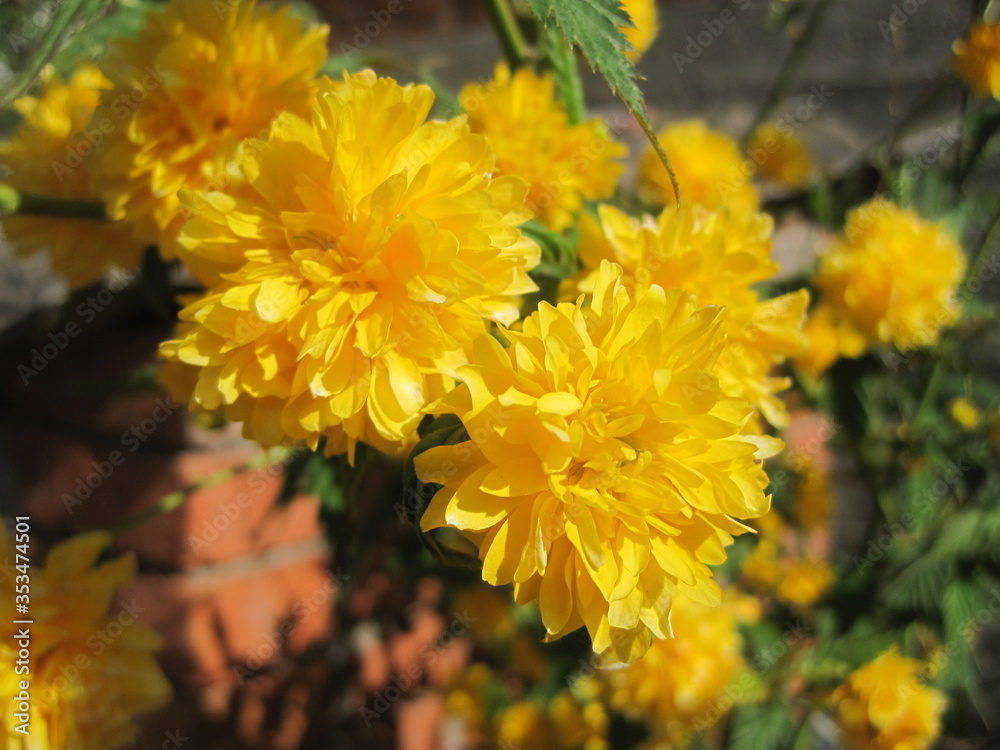 two bright yellow flowers in the garden