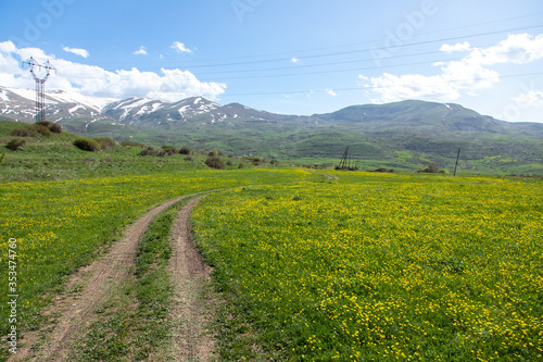 yellow flowers in field and road