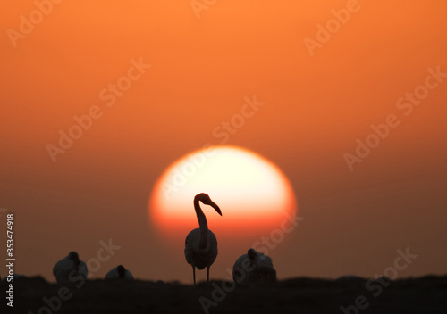 Greater Flamingos and the sun, Asker, Bahrain