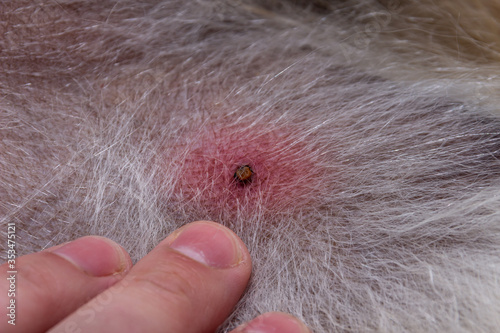 Tick on the skin. redness at the site of the bite, high risk of developing tick-borne diseases