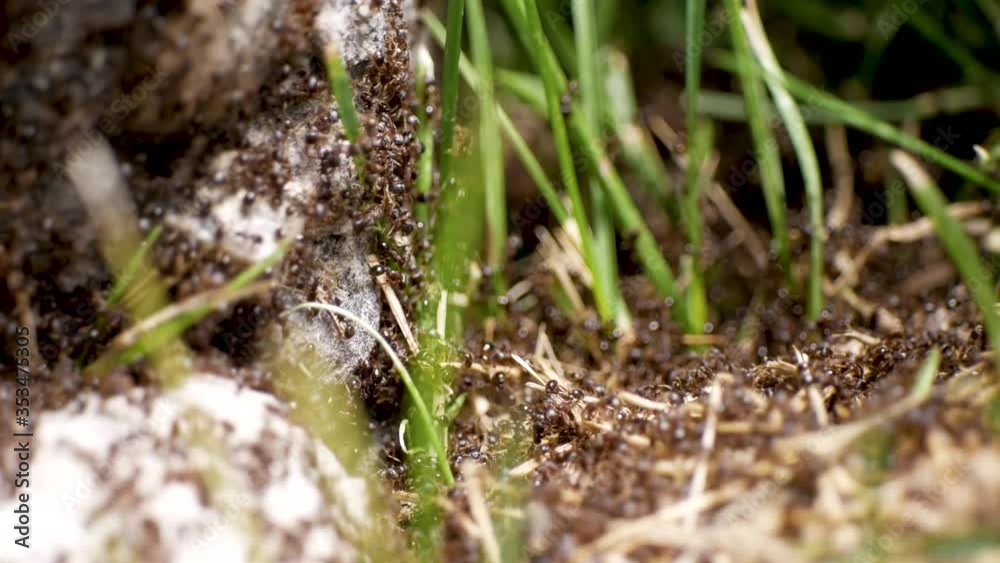 Hordes of ants pour out of thier nest in the grass - macro close up Hordes of ants pour out of thier nest in the grass - macro close up