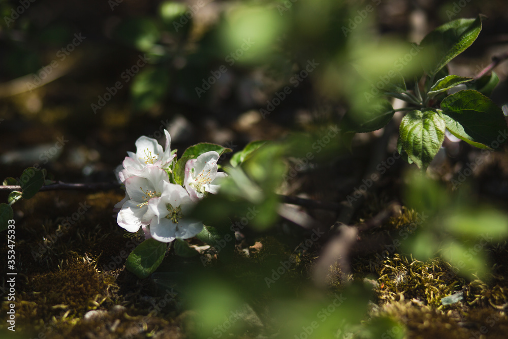 Φωτογραφία Blooming apple tree in the garden