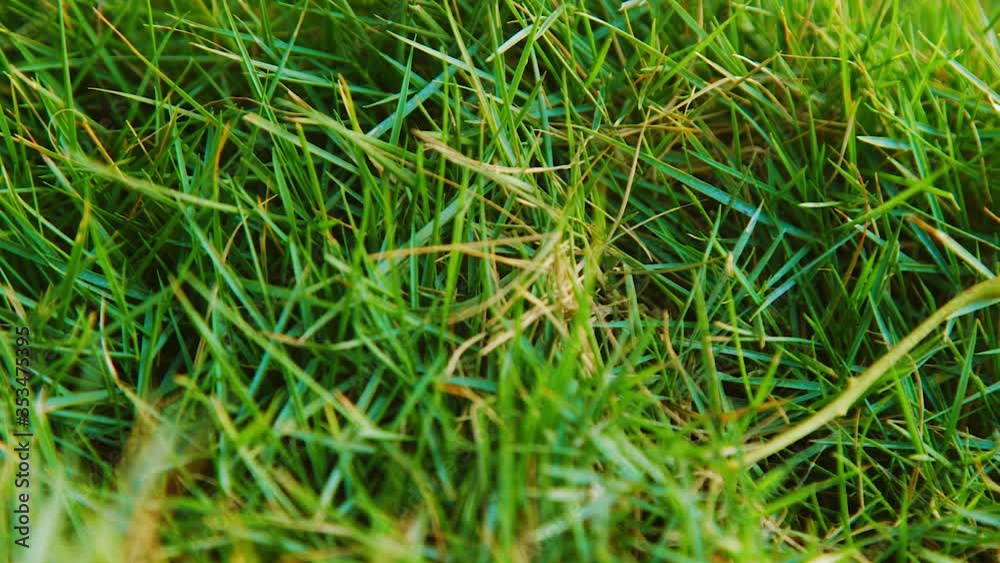 Green Grass With Traces Of Steps In The Field - close up sliding Green Grass With Traces Of Steps In The Field - close up sliding