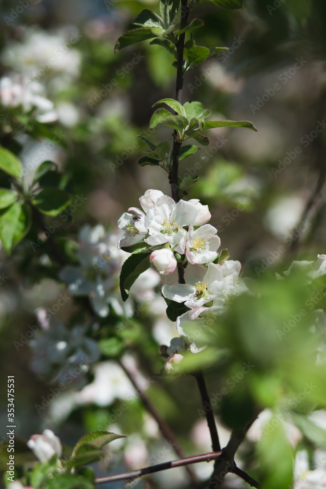 
Blooming apple tree in the garden. Fresh beautiful fragrant flowers of apple trees against the sky. Spring saver