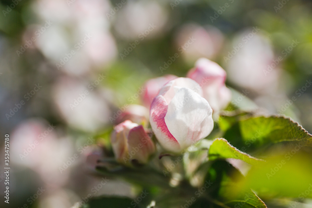 Blooming apple tree in the garden. Fresh beautiful fragrant flowers of apple trees against the sky. Spring saver
Blooming apple tree in the garden. Fresh beautiful fragrant flowers of apple trees against the sky. Spring saver