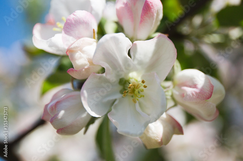  Blooming apple tree in the garden. Fresh beautiful fragrant flowers of apple trees against the sky. Spring saver