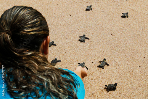 Hatchling baby hawksbill sea turtle (Eretmochelys imbricata) release to the sea after leaving the nest at the beach on Praia do Forte, Bahia coast, Brazil, from woman hand photo