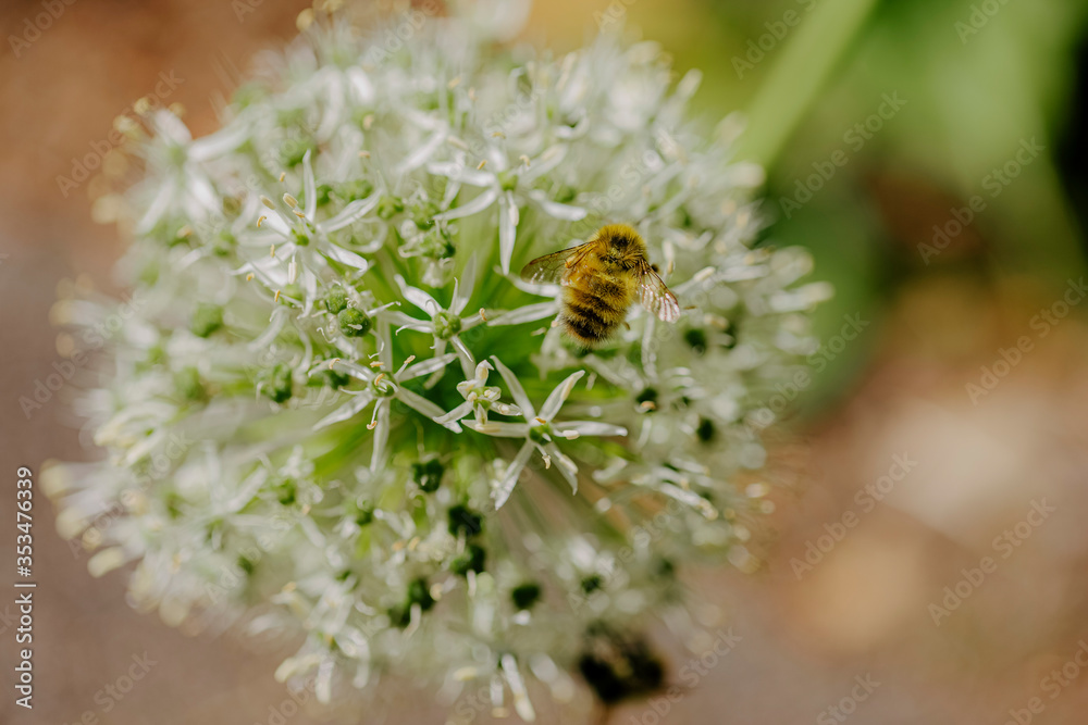 Fototapeta premium bee on a flower