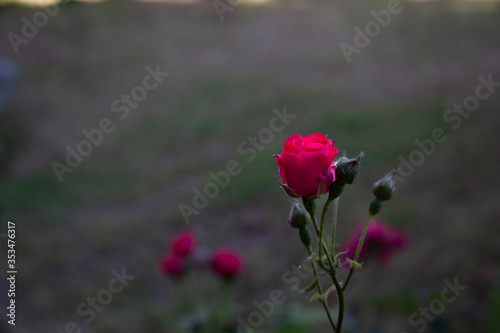 red rose green and dim garden afternoon