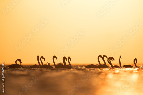 Greater Flamingos during sunrise  Asker Bahrain
