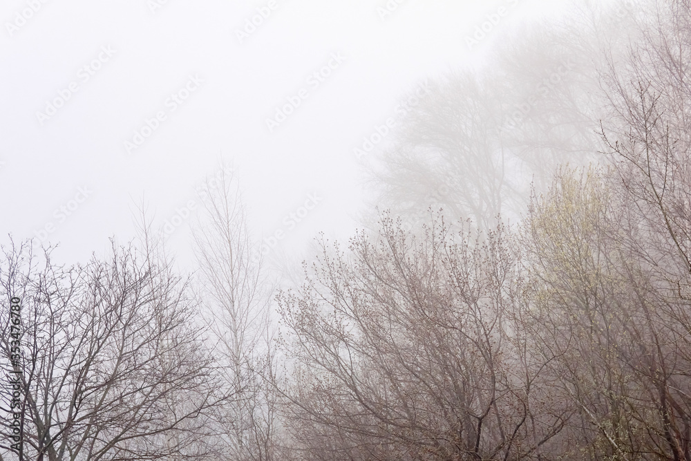 leafless tree branches are barely visible in fog in early spring leafless tree branches are barely visible in fog in early spring