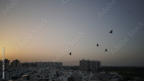 bird with sky view over city of India. sunrise & sunset view on city with Birds.