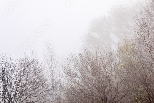 leafless tree branches are barely visible in fog in early spring © Evgeny