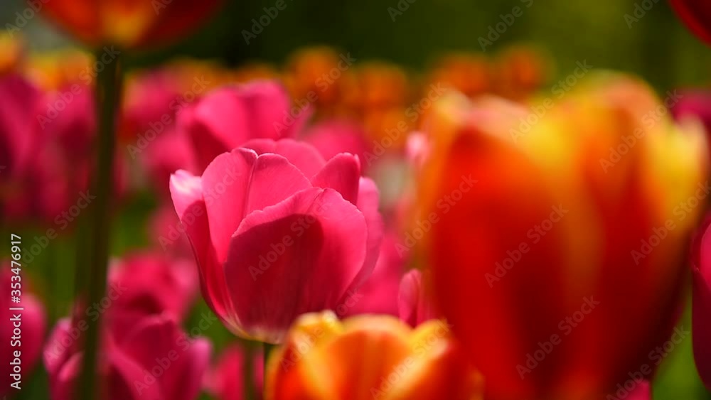 Tulips in Sunny weather on a flower bed Tulips in Sunny weather on a flower bed
