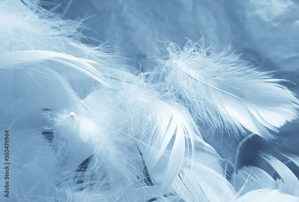 Beautiful abstract blue feathers on white background, white