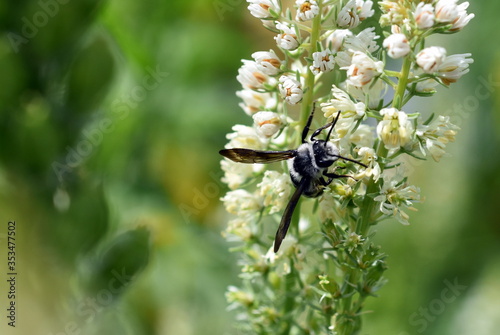 Graue Sandbiene auf einer weißen Blüte