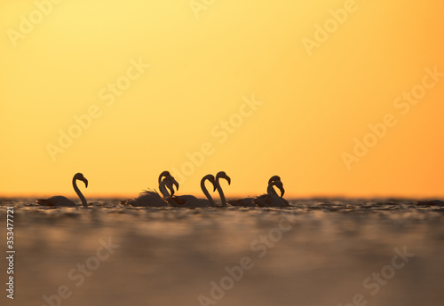 Greater Flamingos in the morning light  Asker Bahrain