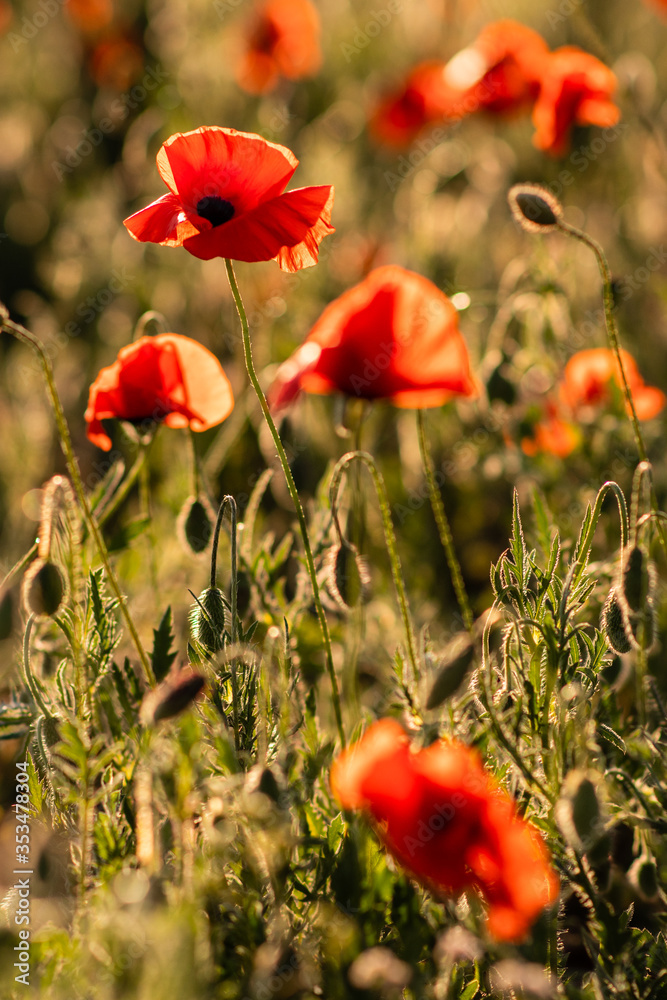 Obraz premium pole maku o zachodzie słońca. zbliżenie maków.