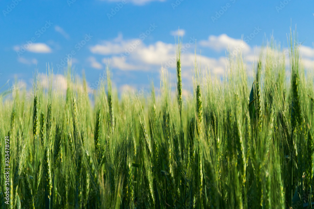 green wheat field on blue sky background green wheat field on blue sky background